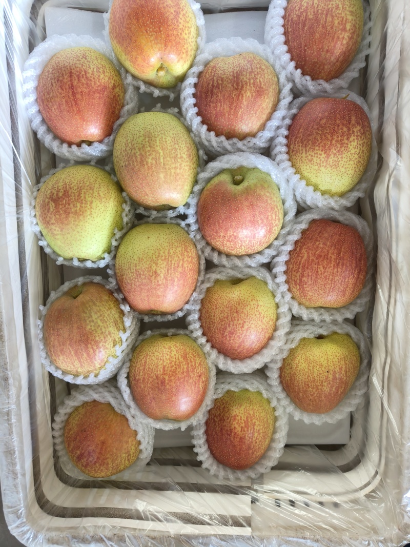 山西运城醉红颜，红酥宝梨大量供应中，欢迎有需要的前来选购