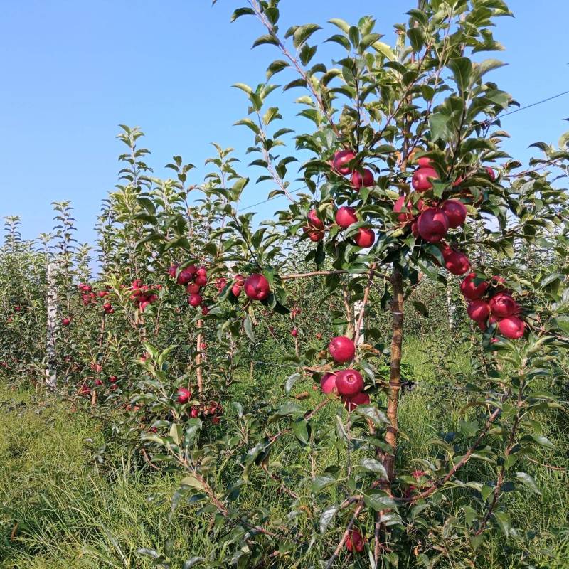 云南高原苹果红露，自然成熟，纯甜鲜货