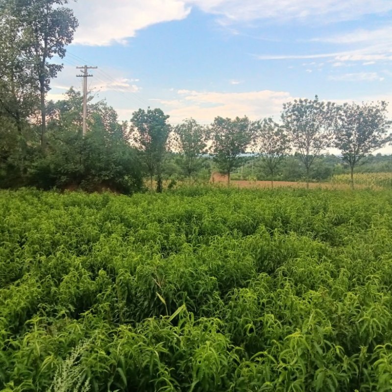 珍珠枣油桃树苗，