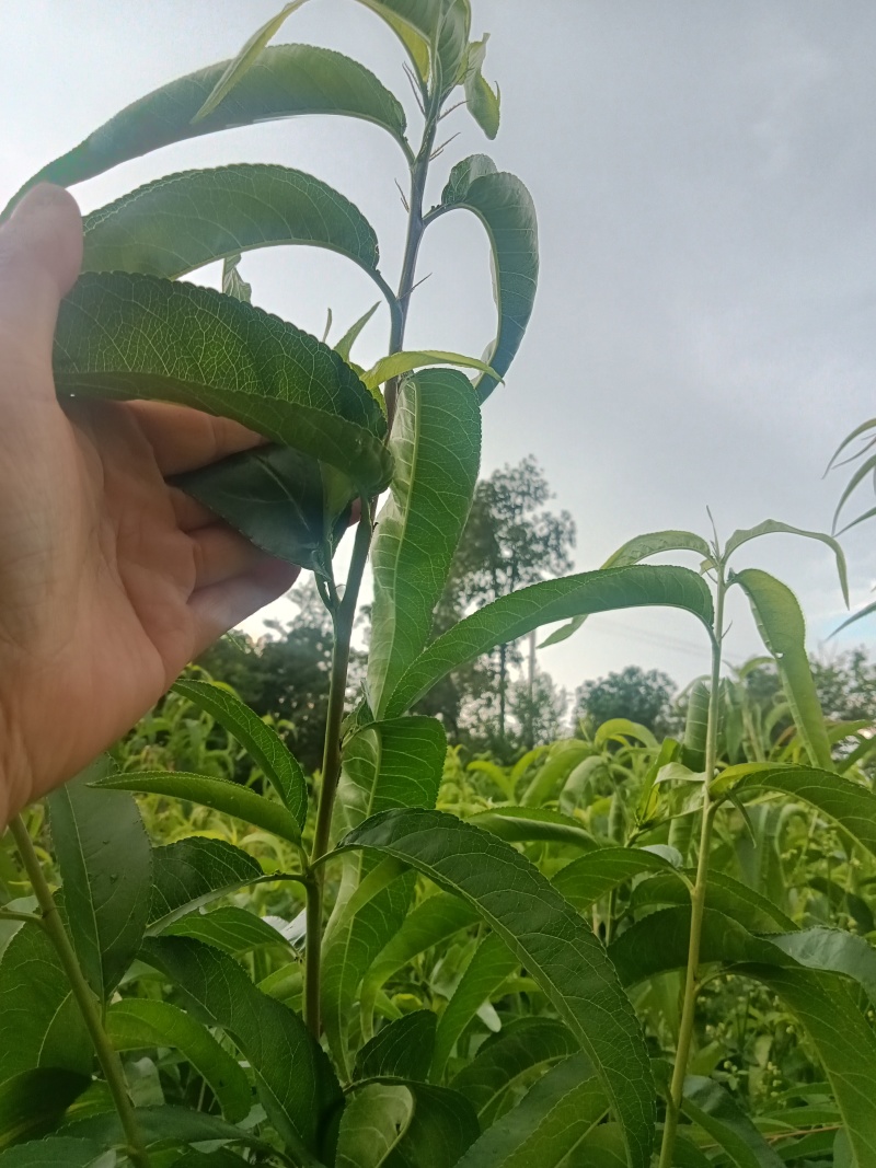 珍珠枣油桃树苗，