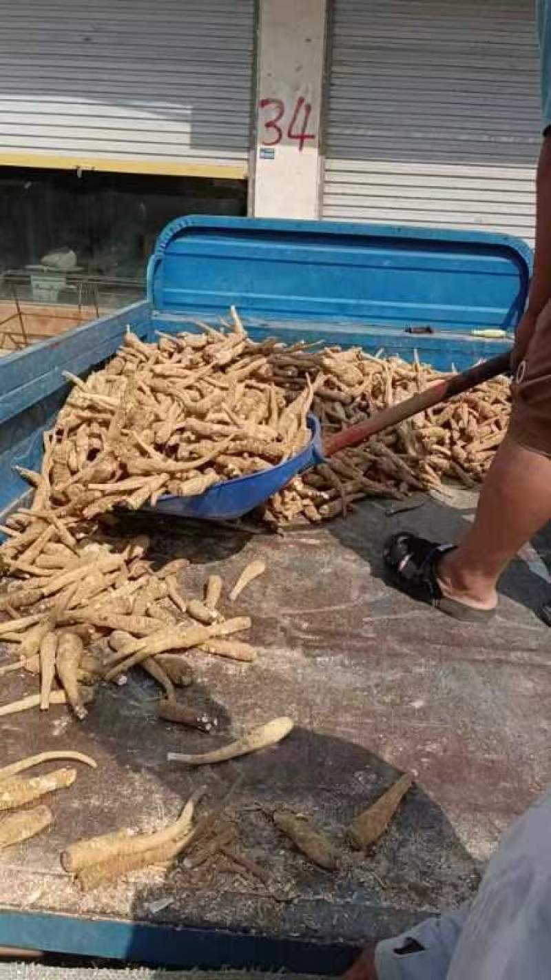 白芷个子批发产地直销量大从优物美廉价！欢迎大家前来选