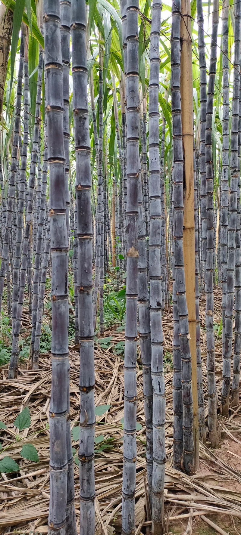 大量黑皮甘蔗上市