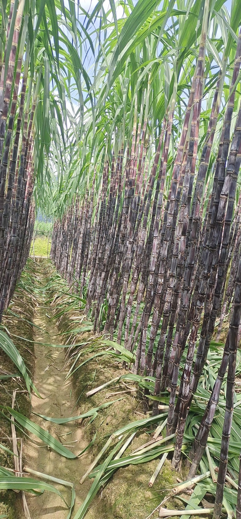 大量黑皮甘蔗上市