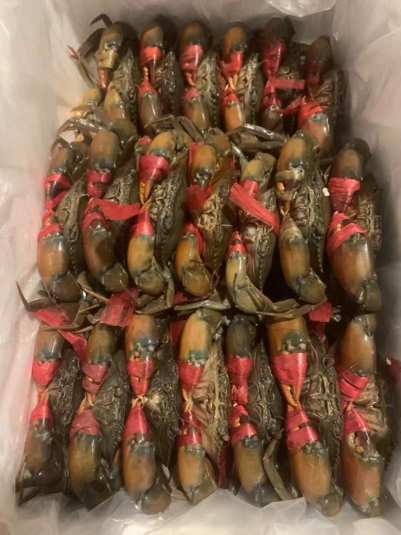 漫爪活青蟹缺氧活力差冻蟹鲜活上海现货发出