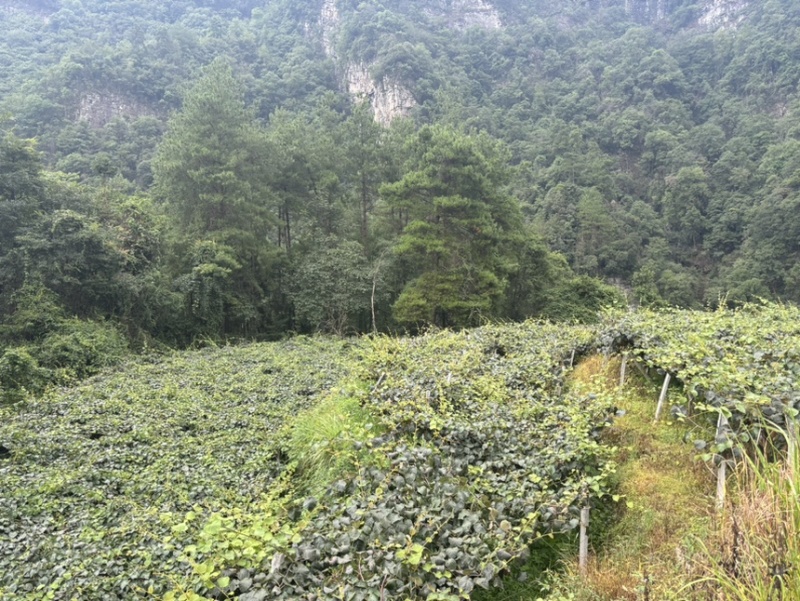 湘西猕猴桃