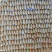 冰冻竹虫，大量现货供应大个头优质冻品