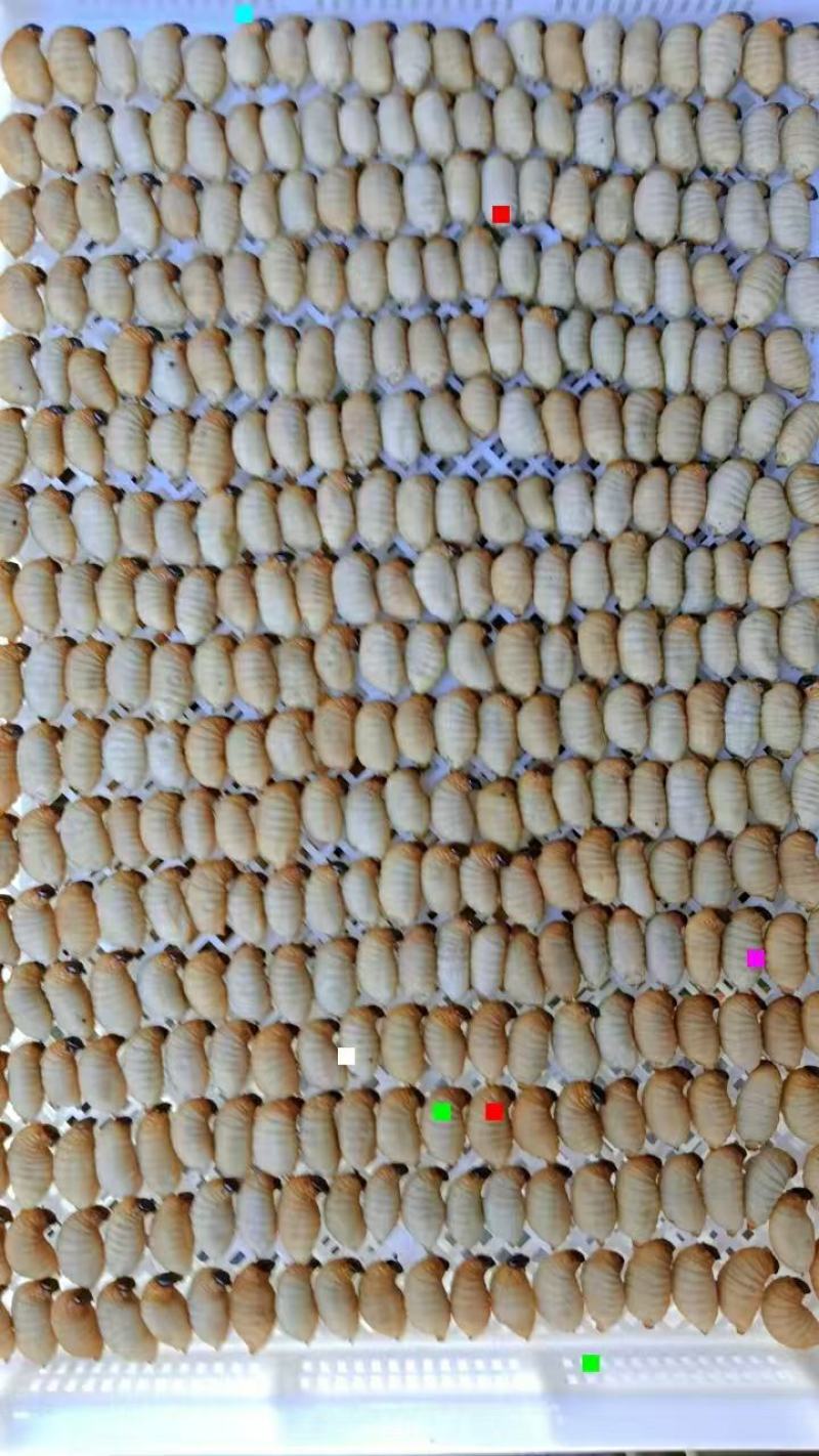 冰冻竹虫，大量现货供应大个头优质冻品