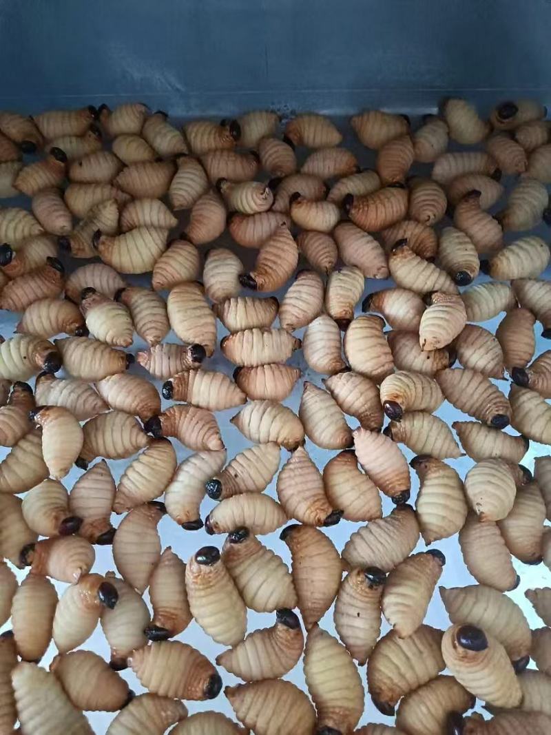 冰冻竹虫，大量现货供应大个头优质冻品