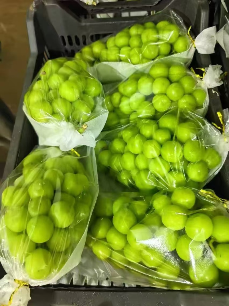 饶阳县大棚种植阳光玫瑰皮毛好、口感甜，质量上乘
