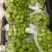 饶阳县大棚种植阳光玫瑰皮毛好、口感甜，质量上乘