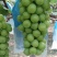 饶阳县大棚种植阳光玫瑰皮毛好、口感甜，质量上乘