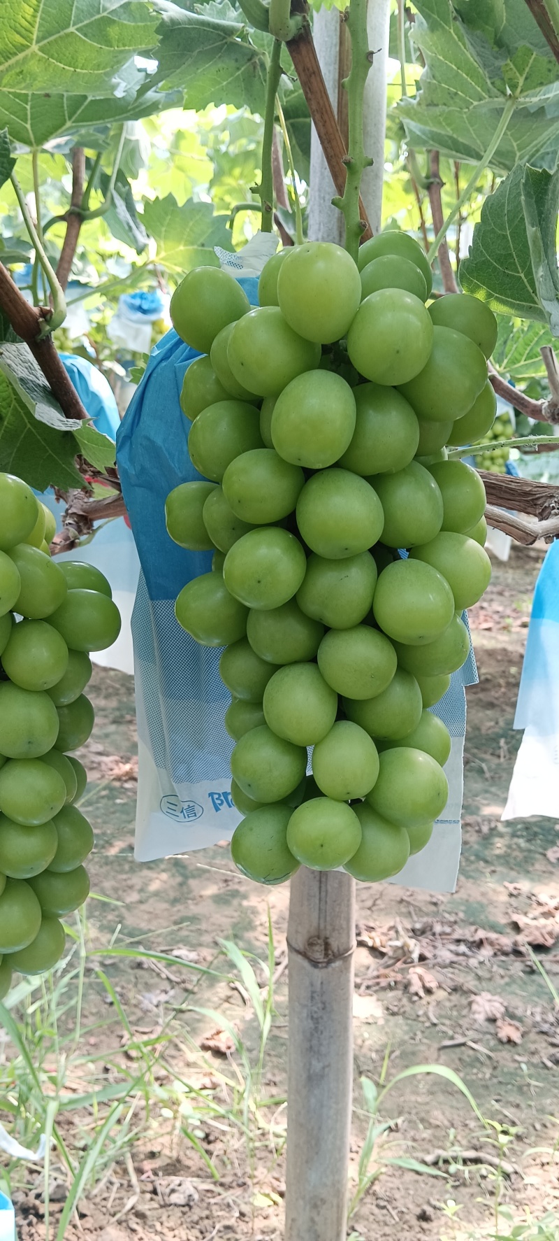 饶阳县大棚种植阳光玫瑰皮毛好、口感甜，质量上乘