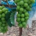 饶阳县大棚种植阳光玫瑰皮毛好、口感甜，质量上乘