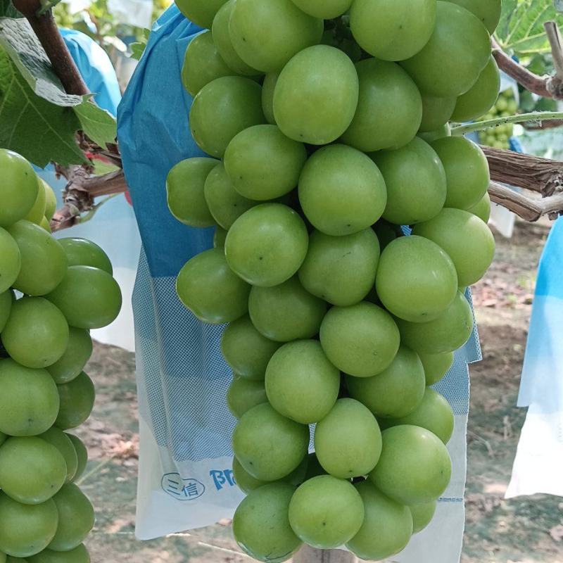饶阳县大棚种植阳光玫瑰皮毛好、口感甜，质量上乘