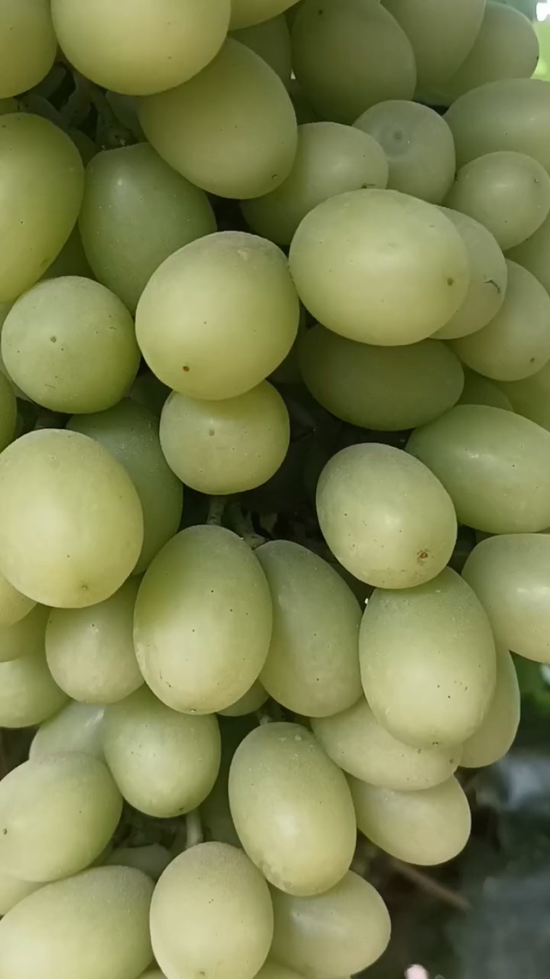 大量果汁，罐头原料，小串葡萄颗粒饱满脆甜无核