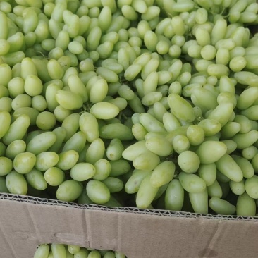 大量果汁，罐头原料，小串葡萄颗粒饱满脆甜无核