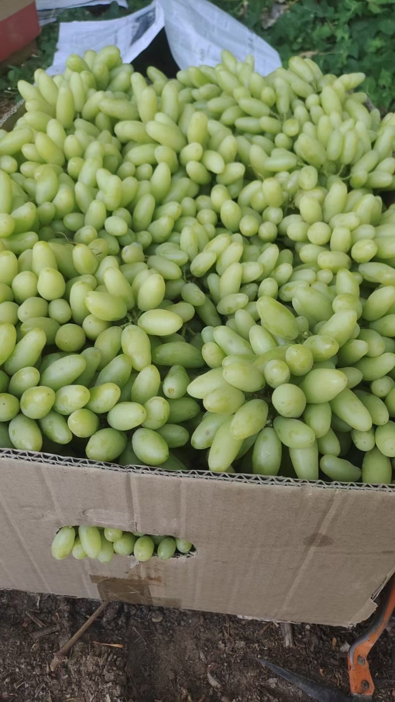 大量果汁，罐头原料，小串葡萄颗粒饱满脆甜无核