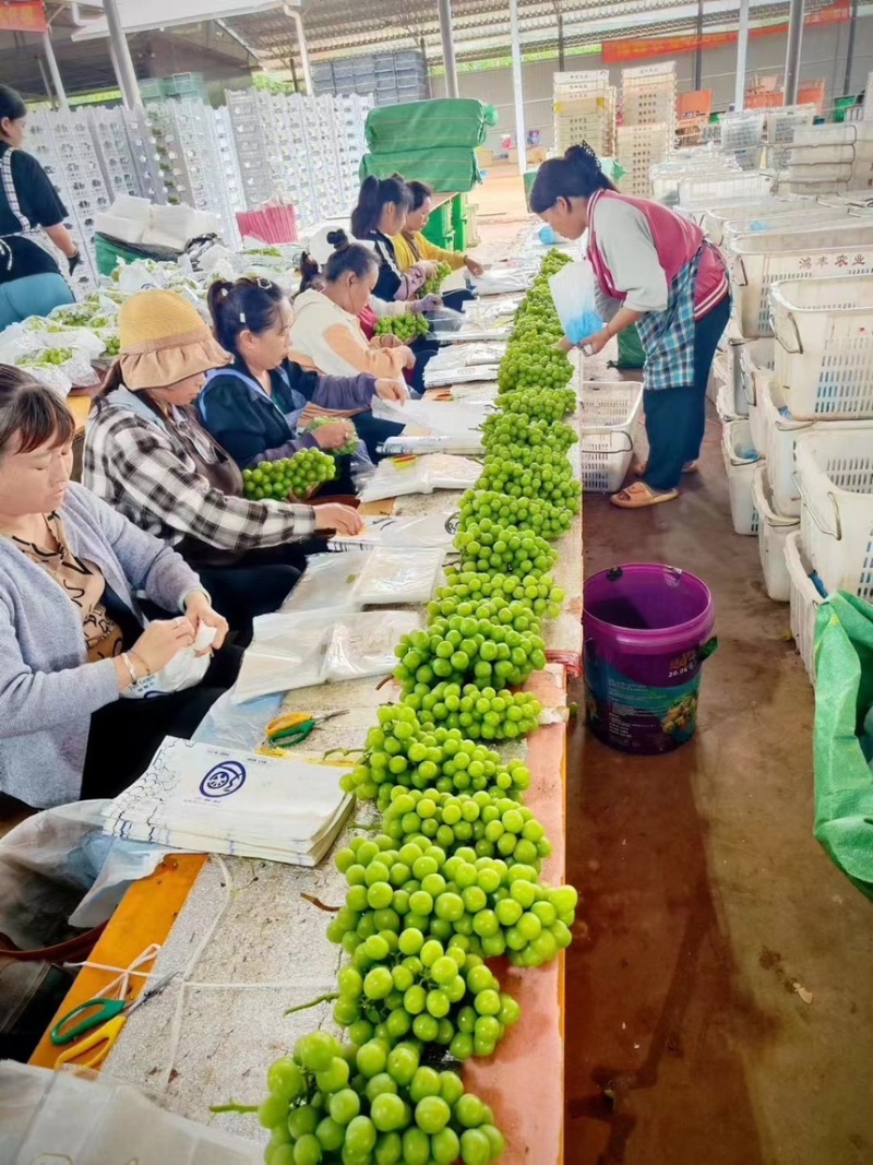 阳光玫瑰葡萄精品优质晴王葡萄超市电商平台**