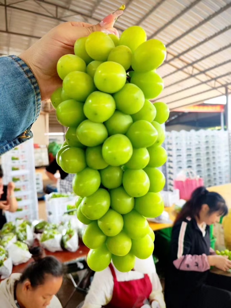 阳光玫瑰葡萄精品优质晴王葡萄超市电商平台**