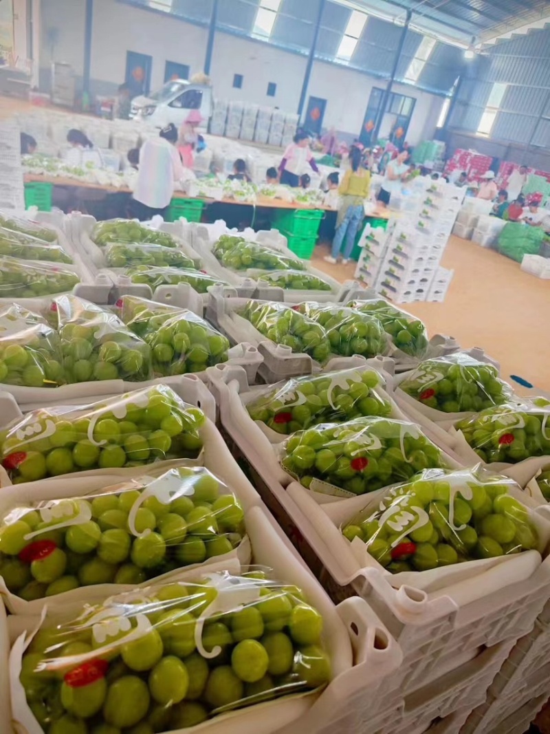 阳光玫瑰葡萄精品优质晴王葡萄超市电商平台**