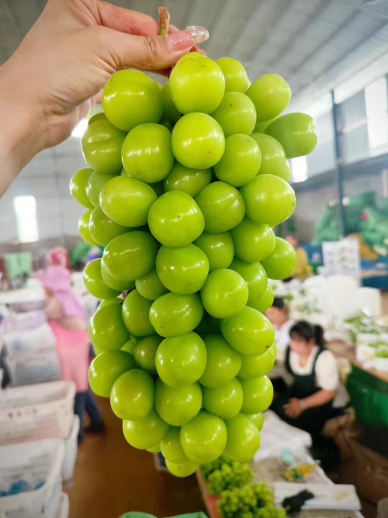 阳光玫瑰葡萄精品优质晴王葡萄超市电商平台**