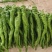 【伟东菜业】陇椒10~15厘米青中辣现货大量供应