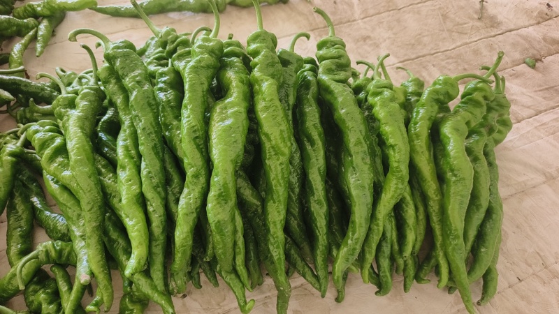【伟东菜业】陇椒10~15厘米青中辣现货大量供应