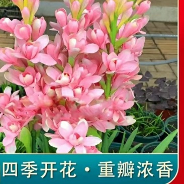 20芽！【晚香玉大种球】重瓣晚香玉四季开花多年生盆栽种球