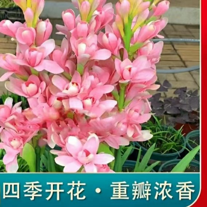 20芽！【晚香玉大种球】重瓣晚香玉四季开花多年生盆栽种球