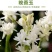 20芽！【晚香玉大种球】重瓣晚香玉四季开花多年生盆栽种球