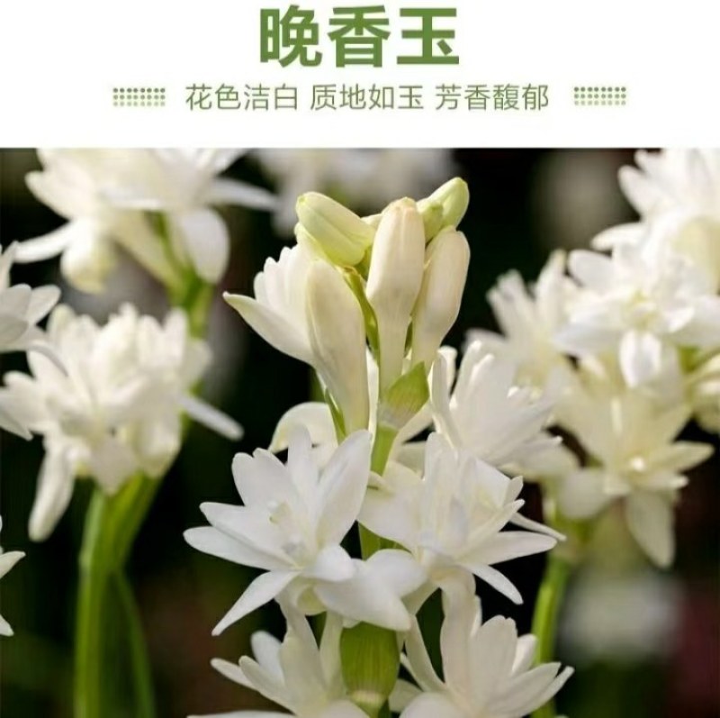 20芽！【晚香玉大种球】重瓣晚香玉四季开花多年生盆栽种球