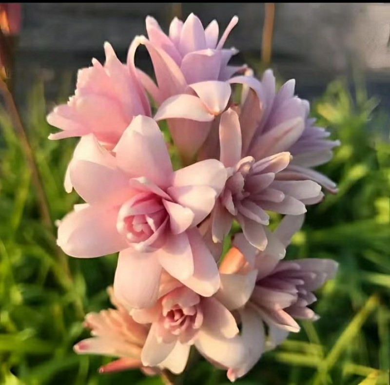 20芽！【晚香玉大种球】重瓣晚香玉四季开花多年生盆栽种球