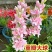 20芽！【晚香玉大种球】重瓣晚香玉四季开花多年生盆栽种球