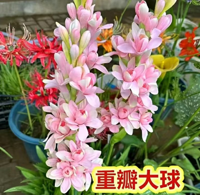 20芽！【晚香玉大种球】重瓣晚香玉四季开花多年生盆栽种球