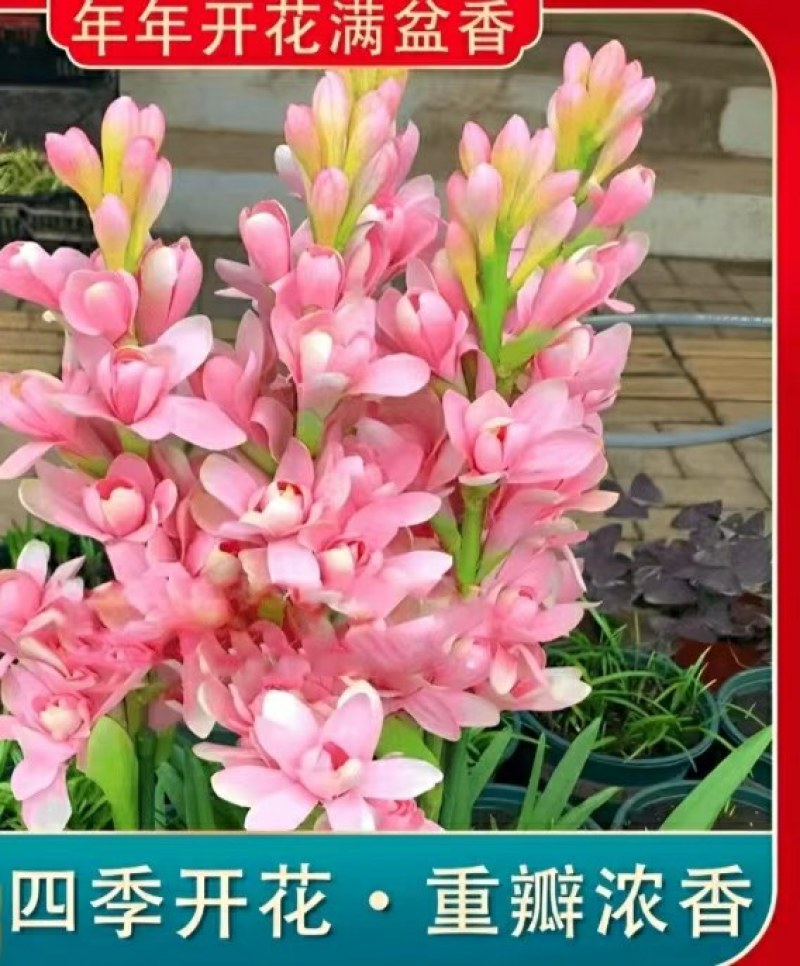 20芽！【晚香玉大种球】重瓣晚香玉四季开花多年生盆栽种球