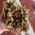 20芽！【晚香玉大种球】重瓣晚香玉四季开花多年生盆栽种球