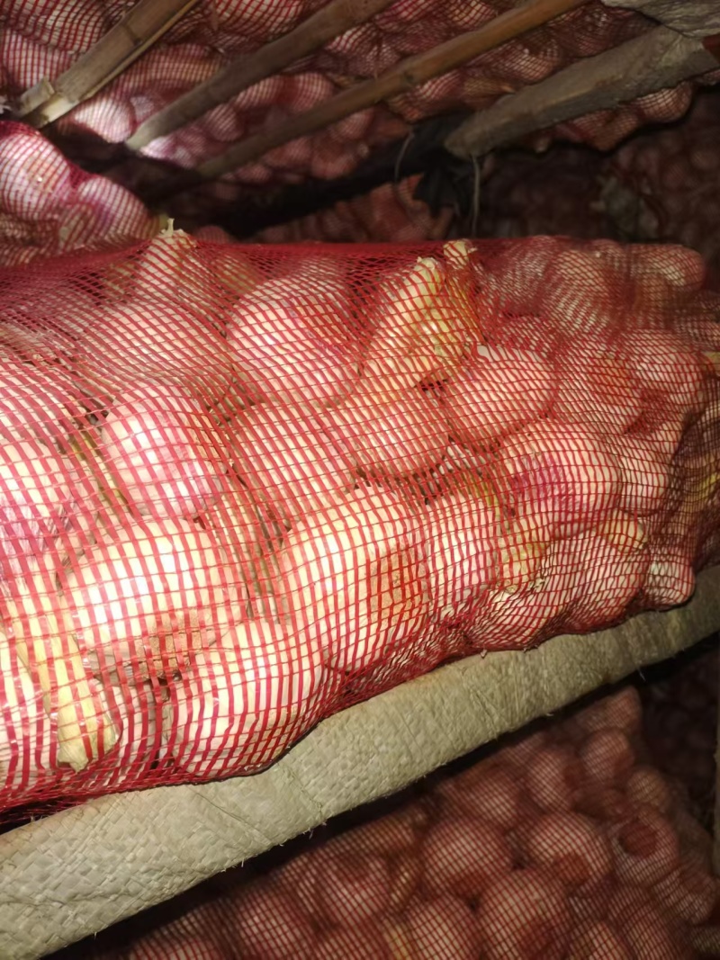 冷库扒皮鲜蒜大量上市产地直发一手货源保质保量