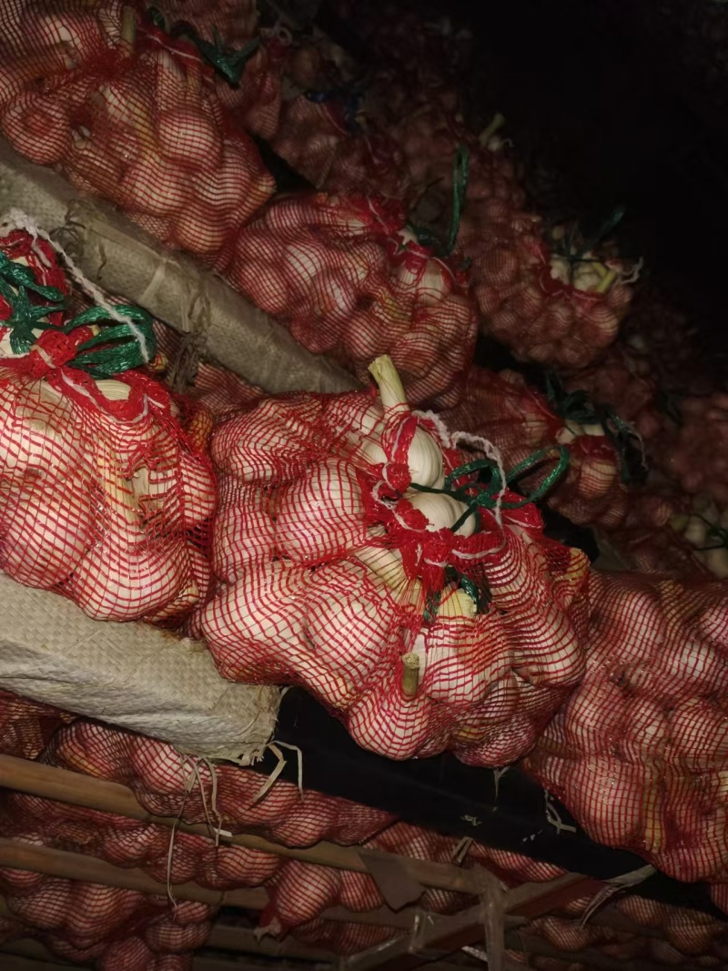 冷库扒皮鲜蒜大量上市产地直发一手货源保质保量