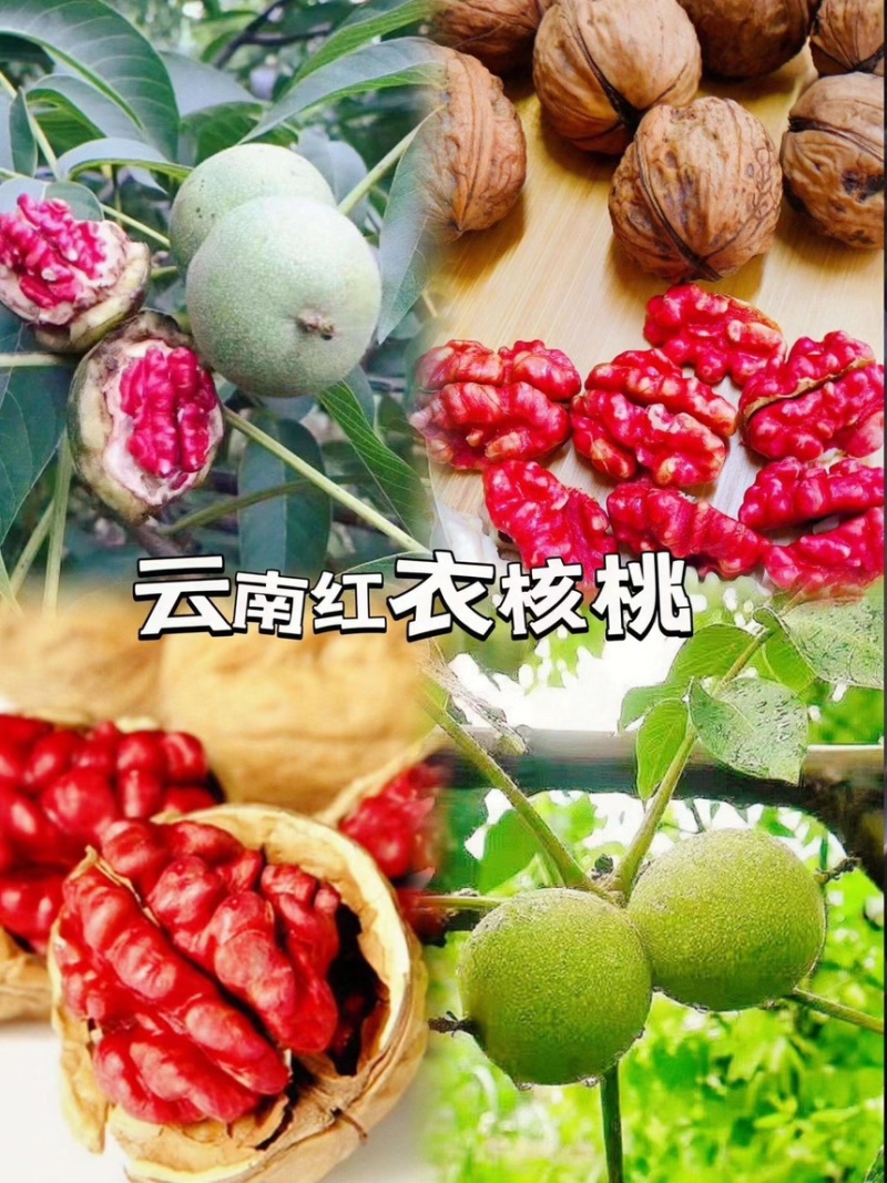 云南红衣核桃社区团购**