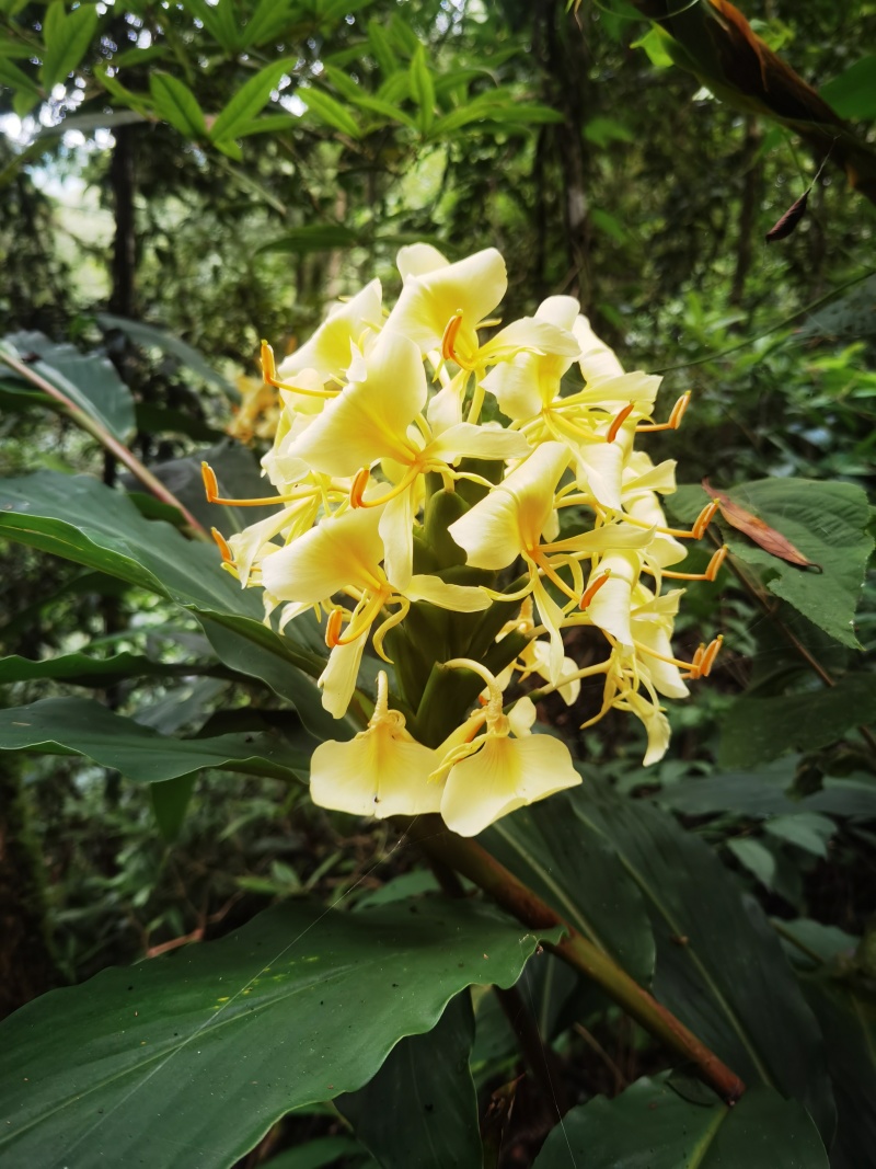 滇南黄姜花野姜花大洋荷花块茎种植大量批发