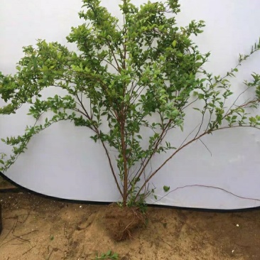 菱叶绣线菊如图茂盛，土上一米二左右，春天发芽四五月开花