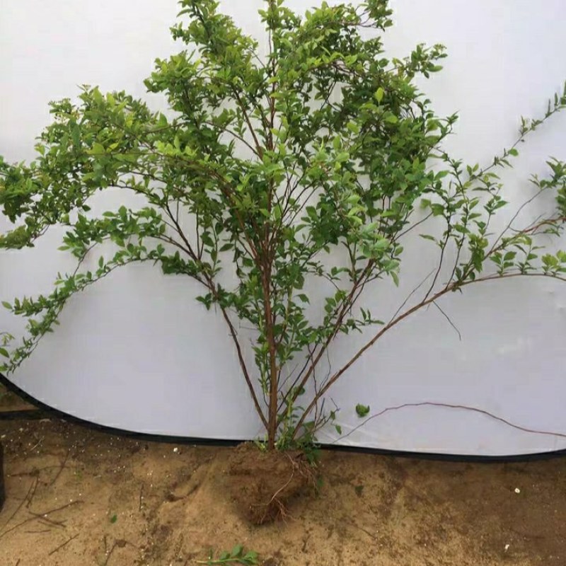 菱叶绣线菊如图茂盛，土上一米二左右，春天发芽四五月开花