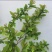 菱叶绣线菊如图茂盛，土上一米二左右，春天发芽四五月开花