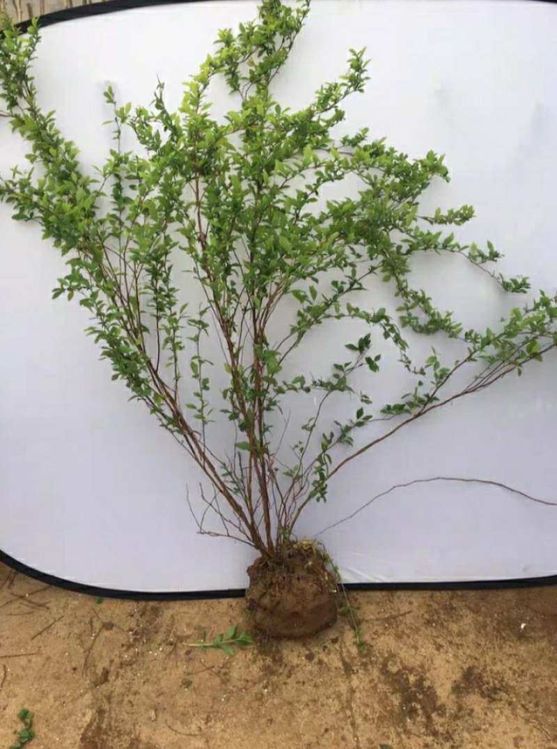 菱叶绣线菊如图茂盛，土上一米二左右，春天发芽四五月开花