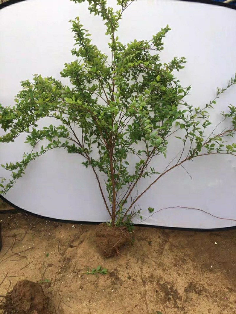 菱叶绣线菊如图茂盛，土上一米二左右，春天发芽四五月开花