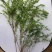 菱叶绣线菊如图茂盛，土上一米二左右，春天发芽四五月开花