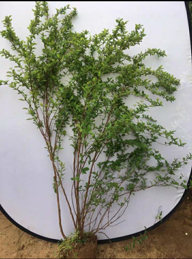 菱叶绣线菊如图茂盛，土上一米二左右，春天发芽四五月开花