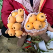 云南蒙自，枇杷、皮薄，多汁，口感好…需要代收的老板请联系