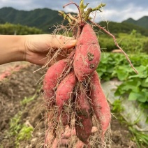 天目山小香薯，软糯香甜，条型好看，口感一级棒，价格可议