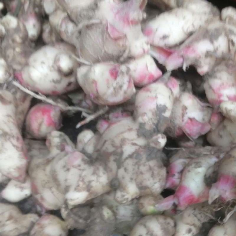 产地大肉姜嫩姜欢迎电商联系价格美丽